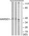 PTGES3L-AARSD1 Readthrough antibody, GTX87780, GeneTex, Western Blot image 