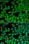 Rhotekin antibody, LS-C335700, Lifespan Biosciences, Immunofluorescence image 