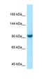 USO1 Vesicle Transport Factor antibody, orb331287, Biorbyt, Western Blot image 