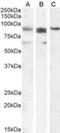 PR/SET Domain 1 antibody, NBP1-51991, Novus Biologicals, Western Blot image 