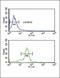 Methionine Sulfoxide Reductase A antibody, PA5-14206, Invitrogen Antibodies, Flow Cytometry image 