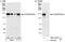 ATPase Family AAA Domain Containing 5 antibody, A301-057A, Bethyl Labs, Immunoprecipitation image 