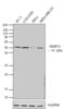 Matrix Metallopeptidase 13 antibody, MA5-14238, Invitrogen Antibodies, Western Blot image 