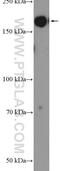 MutL Homolog 3 antibody, 25298-1-AP, Proteintech Group, Western Blot image 