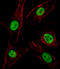 Spi-1 Proto-Oncogene antibody, LS-B9322, Lifespan Biosciences, Immunofluorescence image 