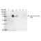 DNMT antibody, SMC-231D-APCCY7, StressMarq, Western Blot image 