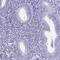 Synaptonemal Complex Protein 1 antibody, HPA021083, Atlas Antibodies, Immunohistochemistry frozen image 