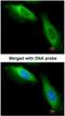 Eukaryotic Translation Elongation Factor 1 Beta 2 antibody, NBP1-31611, Novus Biologicals, Immunofluorescence image 