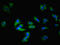 Adenosine A1 Receptor antibody, LS-C395474, Lifespan Biosciences, Immunofluorescence image 