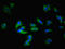 Adenosine receptor A1 antibody, LS-C395474, Lifespan Biosciences, Immunofluorescence image 