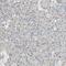 Dickkopf-related protein 3 antibody, NBP1-80843, Novus Biologicals, Immunohistochemistry paraffin image 