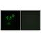 Transforming Acidic Coiled-Coil Containing Protein 3 antibody, A02876, Boster Biological Technology, Immunohistochemistry paraffin image 