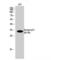 Cyclin Dependent Kinase Inhibitor 1C antibody, LS-C380599, Lifespan Biosciences, Western Blot image 