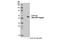 Cytochrome P450 Family 11 Subfamily A Member 1 antibody, 14217S, Cell Signaling Technology, Western Blot image 