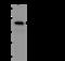 Tyrosine-protein kinase Fes/Fps antibody, 201486-T34, Sino Biological, Western Blot image 