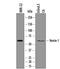 Netrin 1 antibody, AF6419, R&D Systems, Western Blot image 