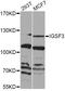 Immunoglobulin Superfamily Member 3 antibody, STJ110002, St John