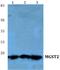 Microsomal Glutathione S-Transferase 2 antibody, A09366, Boster Biological Technology, Western Blot image 
