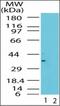 MTOR Associated Protein, LST8 Homolog antibody, orb87915, Biorbyt, Western Blot image 