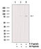 Lipase E, Hormone Sensitive Type antibody, GTX01573, GeneTex, Western Blot image 