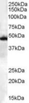 C-Terminal Src Kinase antibody, NB100-808, Novus Biologicals, Western Blot image 