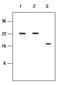 Killer Cell Immunoglobulin Like Receptor, Two Ig Domains And Long Cytoplasmic Tail 4 antibody, MBS200013, MyBioSource, Western Blot image 