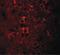 Nuclear Speckle Splicing Regulatory Protein 1 antibody, LS-C144431, Lifespan Biosciences, Immunofluorescence image 