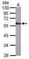Fetuin B antibody, PA5-29468, Invitrogen Antibodies, Western Blot image 