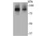 Cullin 2 antibody, NBP2-76825, Novus Biologicals, Western Blot image 
