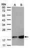 Syntaxin Binding Protein 1 antibody, orb315720, Biorbyt, Western Blot image 