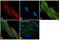 Tubulin antibody, MA5-16308-A555, Invitrogen Antibodies, Immunofluorescence image 