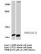 CAMP Responsive Element Binding Protein 1 antibody, LS-C175977, Lifespan Biosciences, Western Blot image 