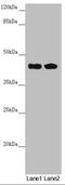 CEP44 antibody, LS-C675502, Lifespan Biosciences, Western Blot image 