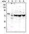POU Class 2 Homeobox 2 antibody, MBS821650, MyBioSource, Western Blot image 