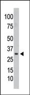 Serine/threonine-protein phosphatase PP1-gamma catalytic subunit antibody, AP15244PU-N, Origene, Western Blot image 