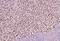 SRY-Box 10 antibody, 34071, QED Bioscience, Immunohistochemistry paraffin image 