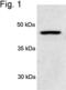 26S protease regulatory subunit 6A antibody, PA1-967, Invitrogen Antibodies, Western Blot image 