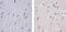 TNF Receptor Superfamily Member 1A antibody, 710368, Invitrogen Antibodies, Immunohistochemistry frozen image 