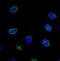 NUP214 antibody, IHC-00103, Bethyl Labs, Immunocytochemistry image 