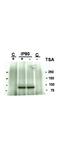 HSP90AA1 antibody, A01103, Boster Biological Technology, Western Blot image 