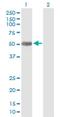 Pleckstrin Homology Domain Containing A8 antibody, H00084725-B01P, Novus Biologicals, Western Blot image 