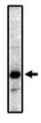 EP2 antibody, GTX16151, GeneTex, Western Blot image 