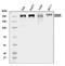 CDK5 Regulatory Subunit Associated Protein 2 antibody, A03102-2, Boster Biological Technology, Western Blot image 