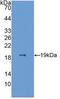 Endothelial cell-specific molecule 1 antibody, MBS2002351, MyBioSource, Western Blot image 