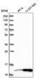 Histone Cluster 4 H4 antibody, PA5-59912, Invitrogen Antibodies, Western Blot image 