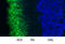 Rhodopsin antibody, LS-B10408, Lifespan Biosciences, Immunocytochemistry image 