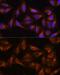 Dishevelled Associated Activator Of Morphogenesis 2 antibody, GTX33141, GeneTex, Immunofluorescence image 