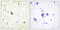 Tripartite Motif Containing 3 antibody, LS-C118706, Lifespan Biosciences, Immunohistochemistry paraffin image 