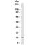 Cytochrome C, Somatic antibody, 33-454, ProSci, Western Blot image 
