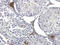 Autophagy Related 16 Like 1 antibody, orb330735, Biorbyt, Immunohistochemistry paraffin image 